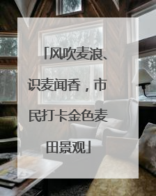 风吹麦浪、识麦闻香，市民打卡金色麦田景观