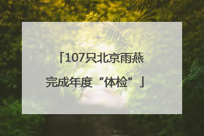 107只北京雨燕完成年度“体检”